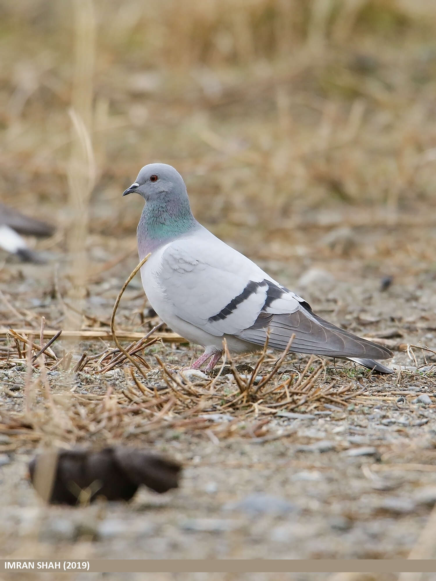 Image of Hill Pigeon