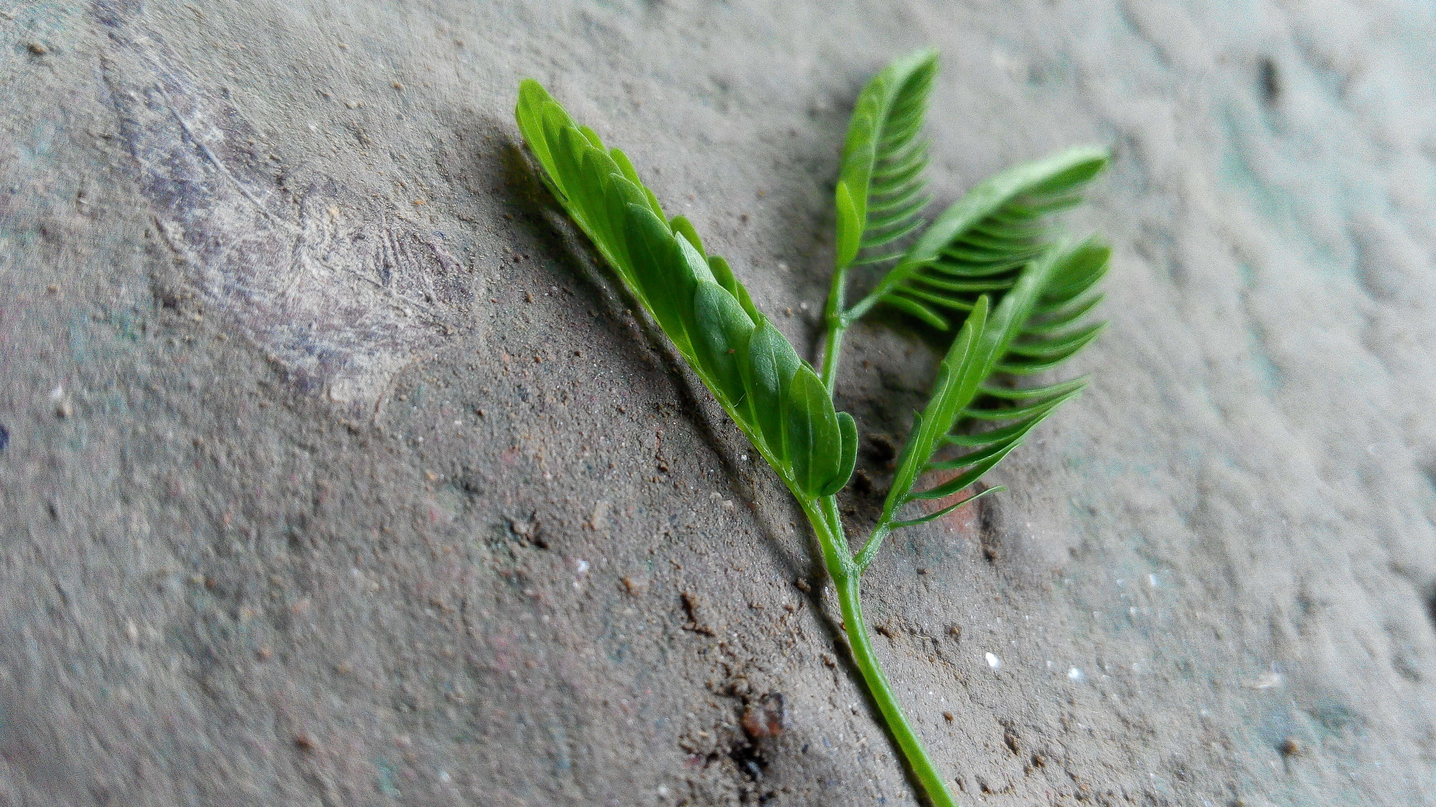 Plancia ëd Vachellia nilotica