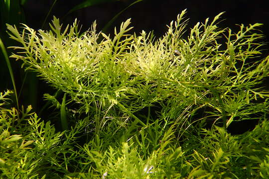 Image of Water-Wisteria