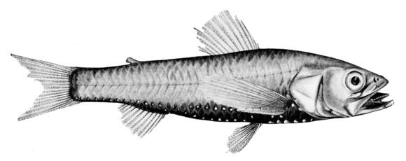 Image of Neoscopelus