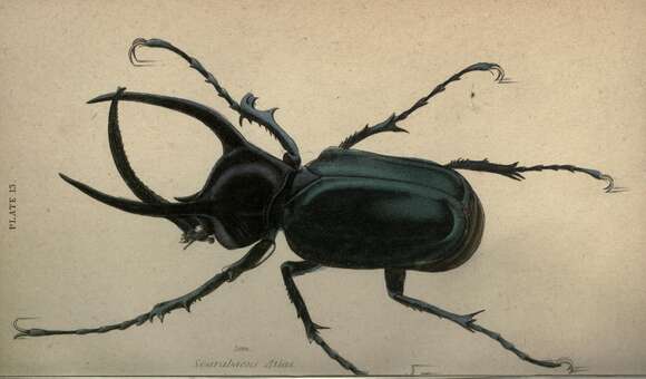 Image of Atlas beetle