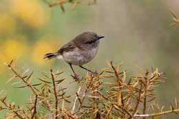 Image of Grey Gerygone