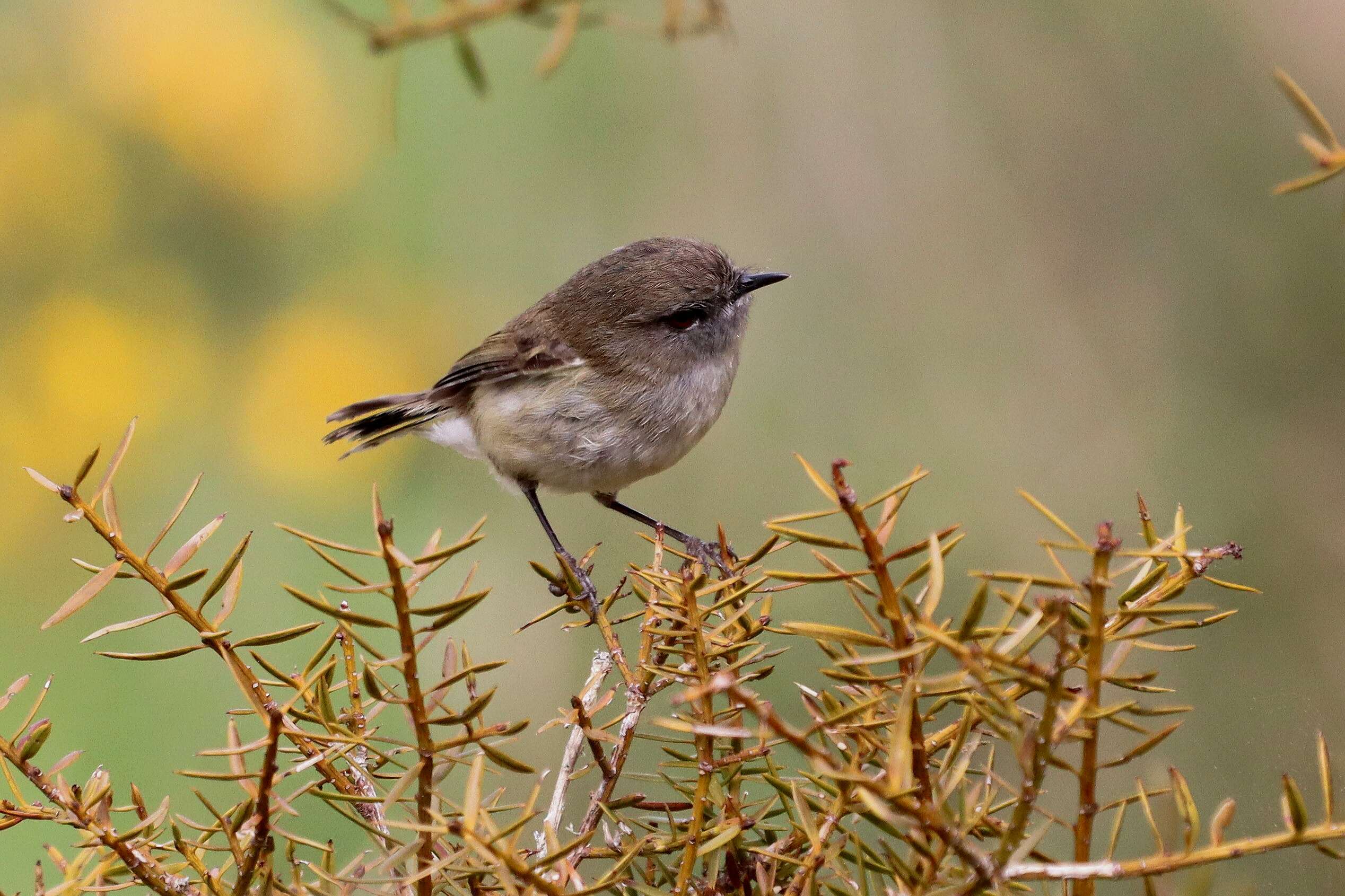 Image of Grey Gerygone