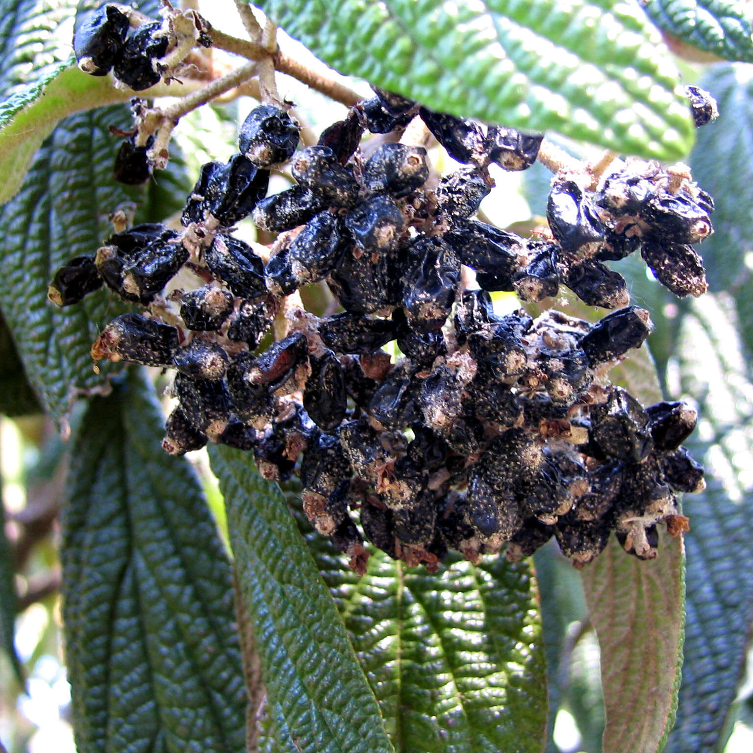 Plancia ëd Viburnum rhytidophyllum Hemsl. ex Forb. & Hemsl.