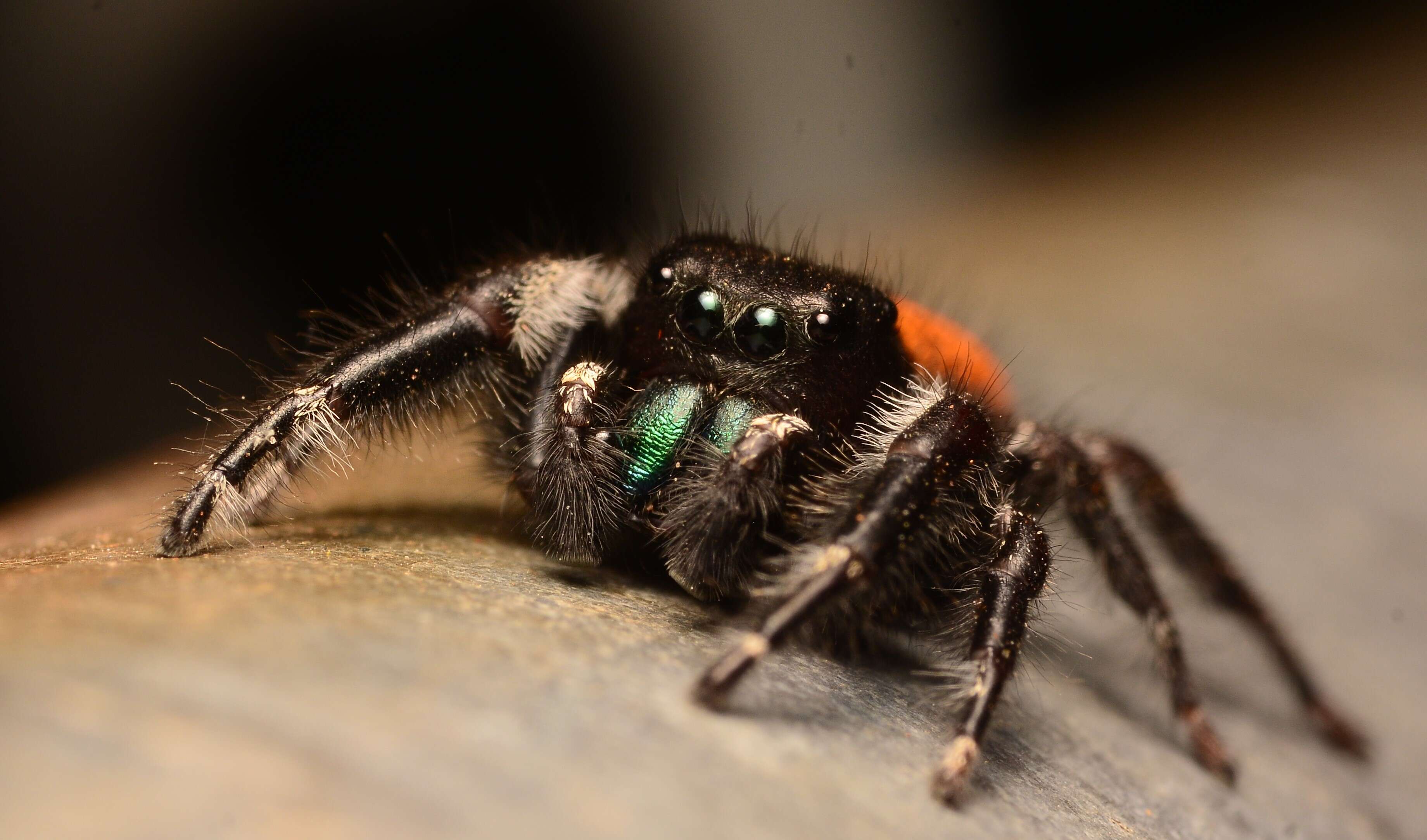 Image of Phidippus princeps (Peckham & Peckham 1883)