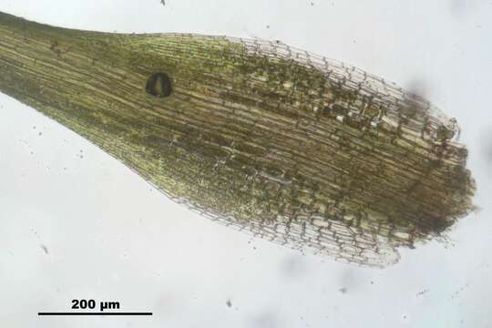 Image of campylopus moss