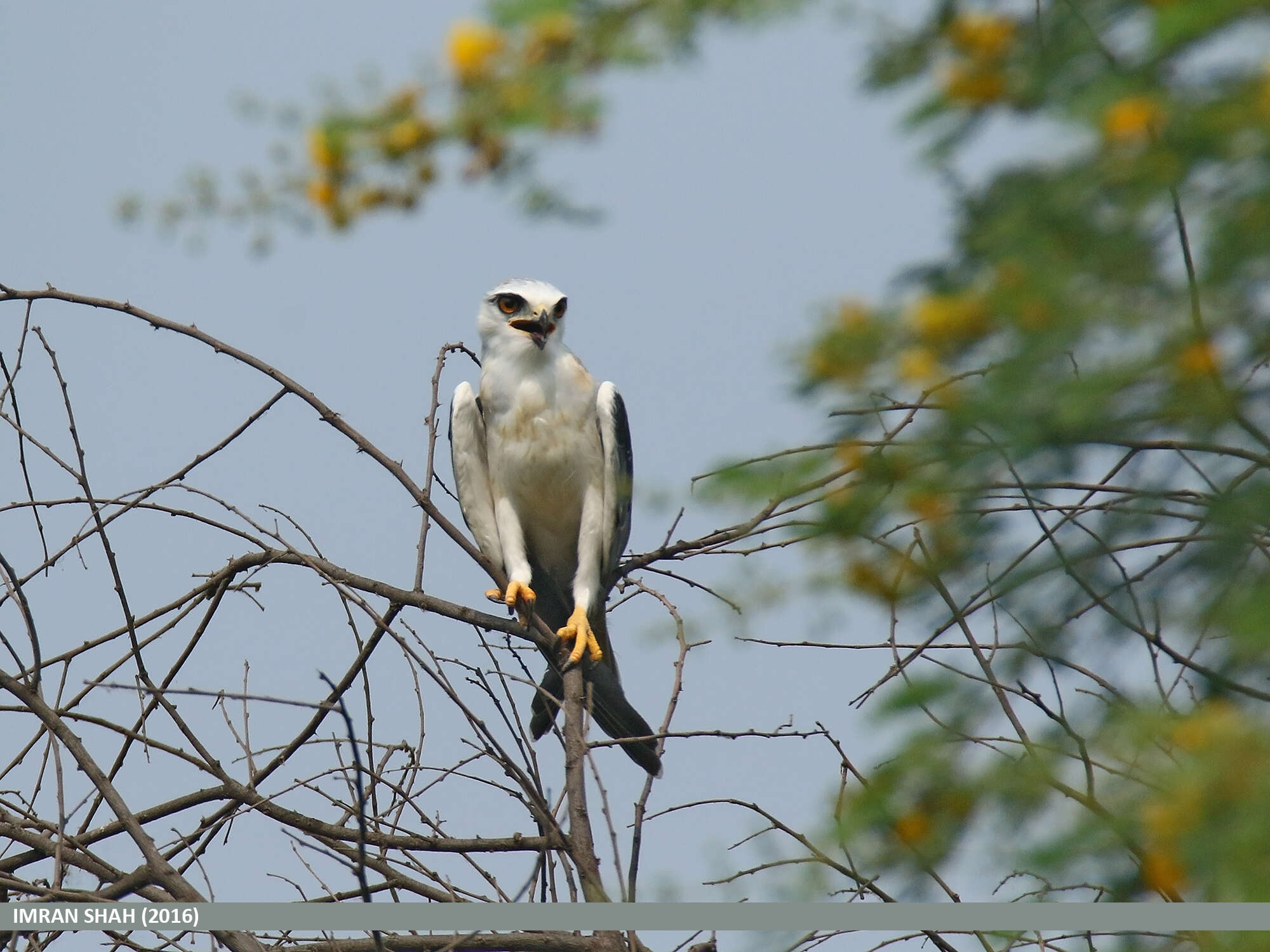 Image of Black-shouldered Kite