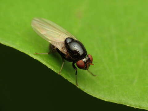 Image of lauxaniid flies