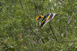 Image of Great Indian Hornbill