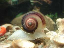 Image of Great Ram's Horn Snail