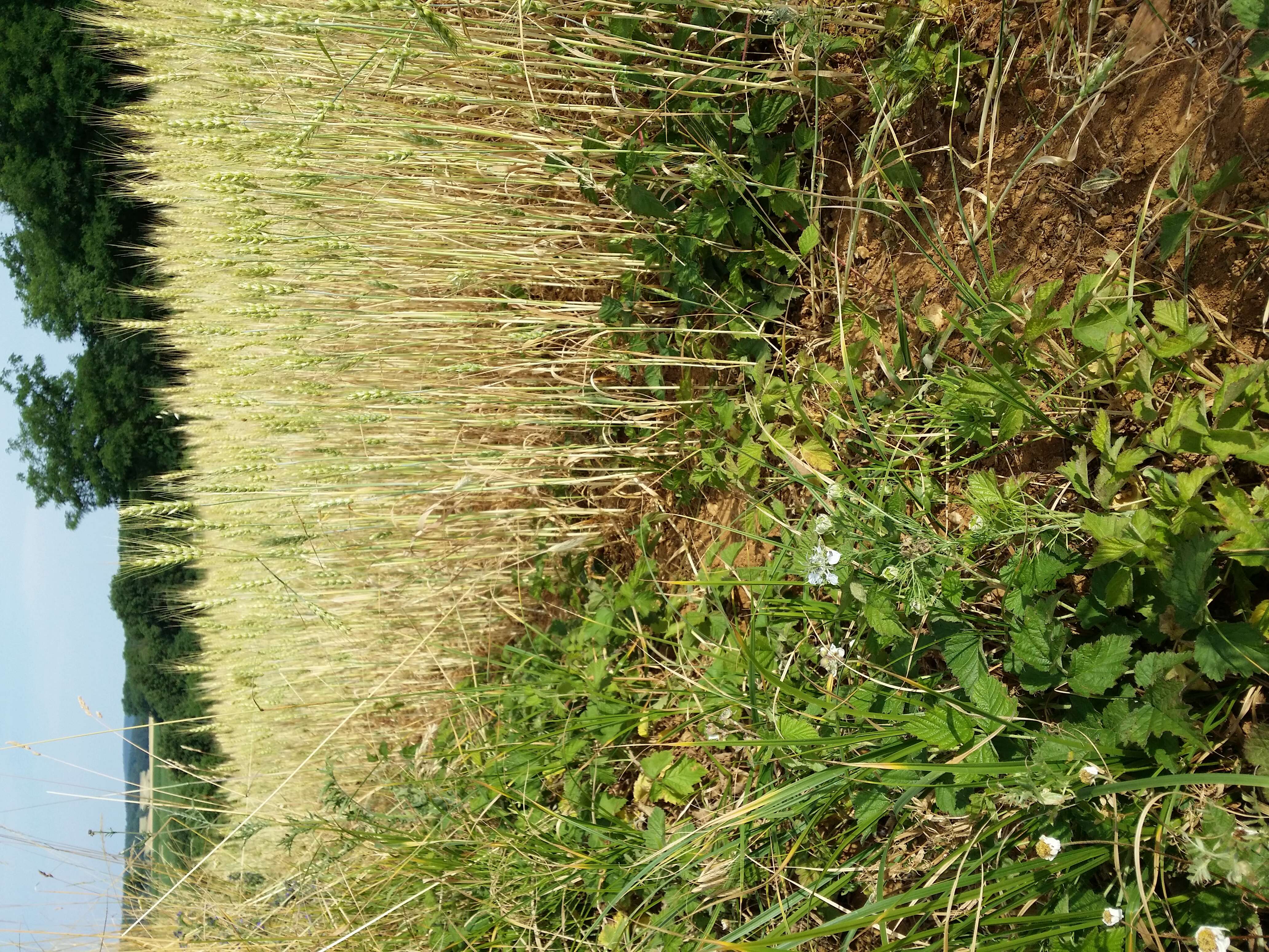 Nigella arvensis L. resmi