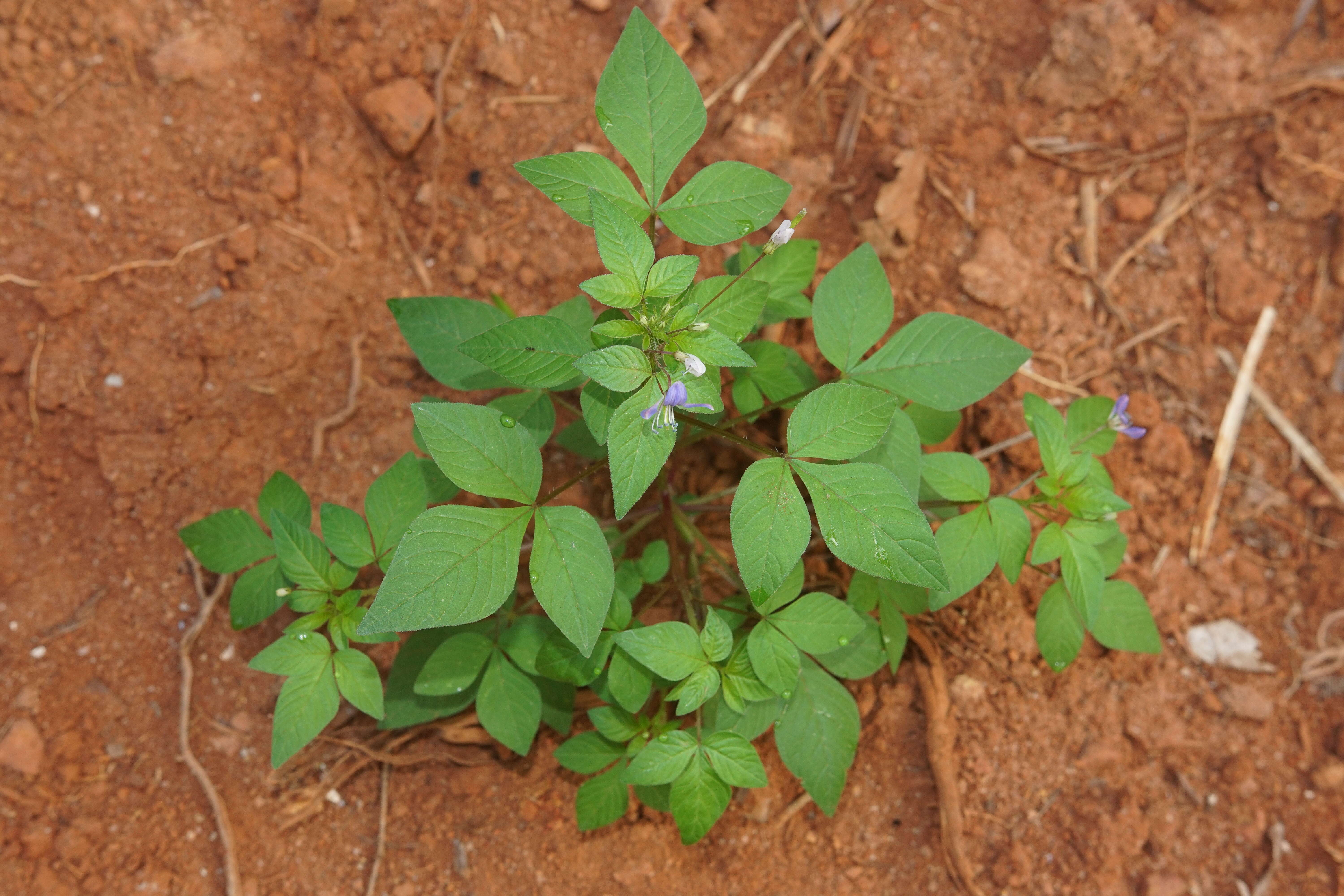 Imagem de Sieruela rutidosperma (DC.) Roalson & J. C. Hall