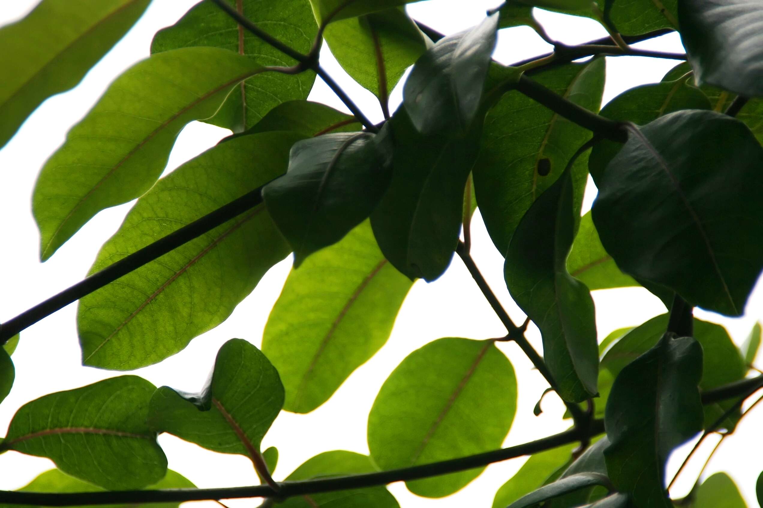 Image of Palay rubbervine