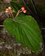 Image of hobblebush