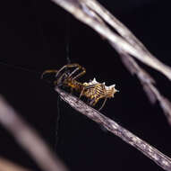 Image of Spined Micrathena