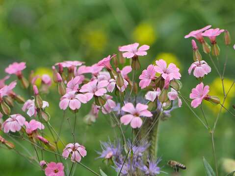 Image of soapwort