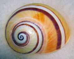 Image of Polymita picta