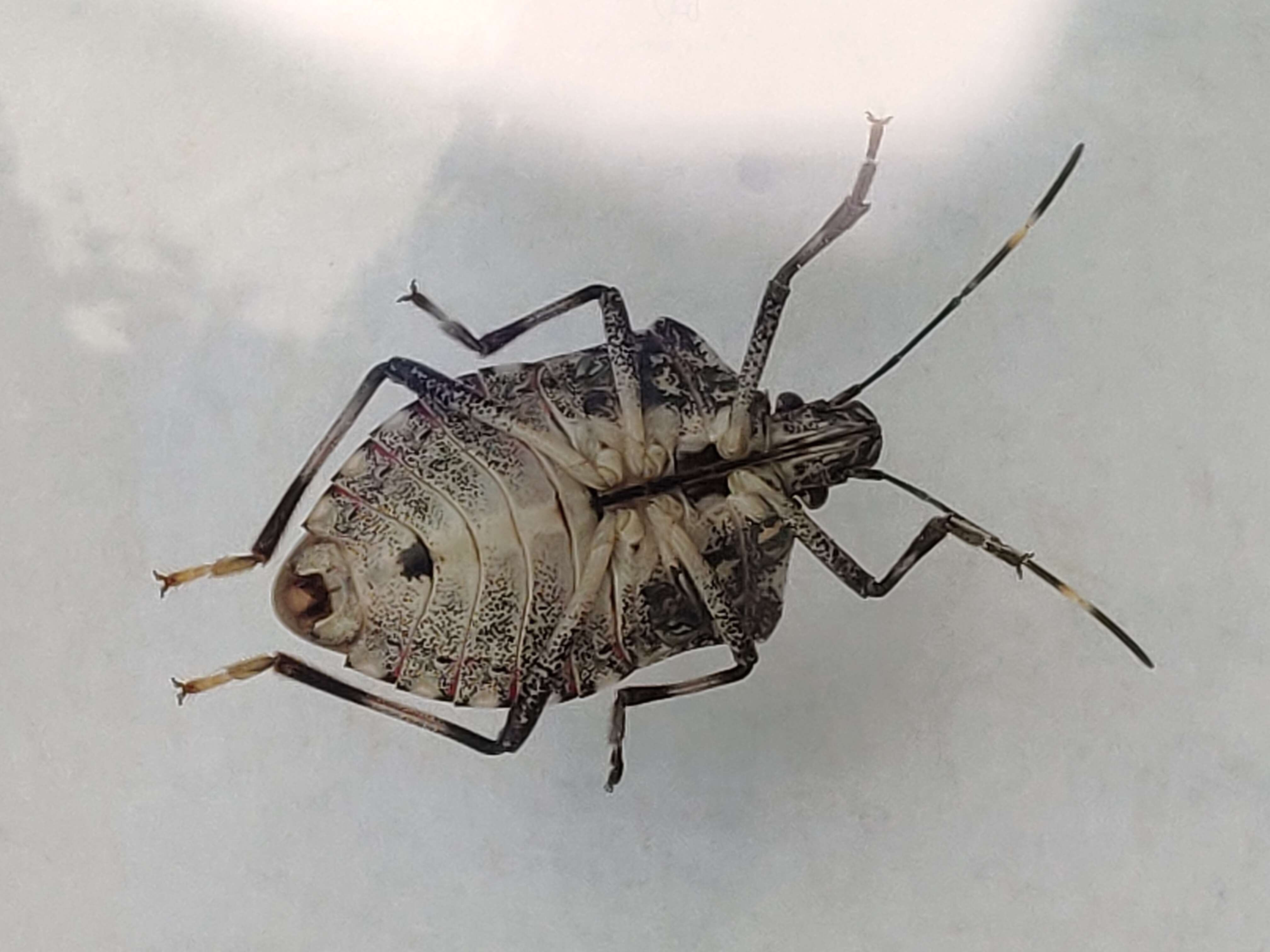 Image of Brown marmorated stink bug