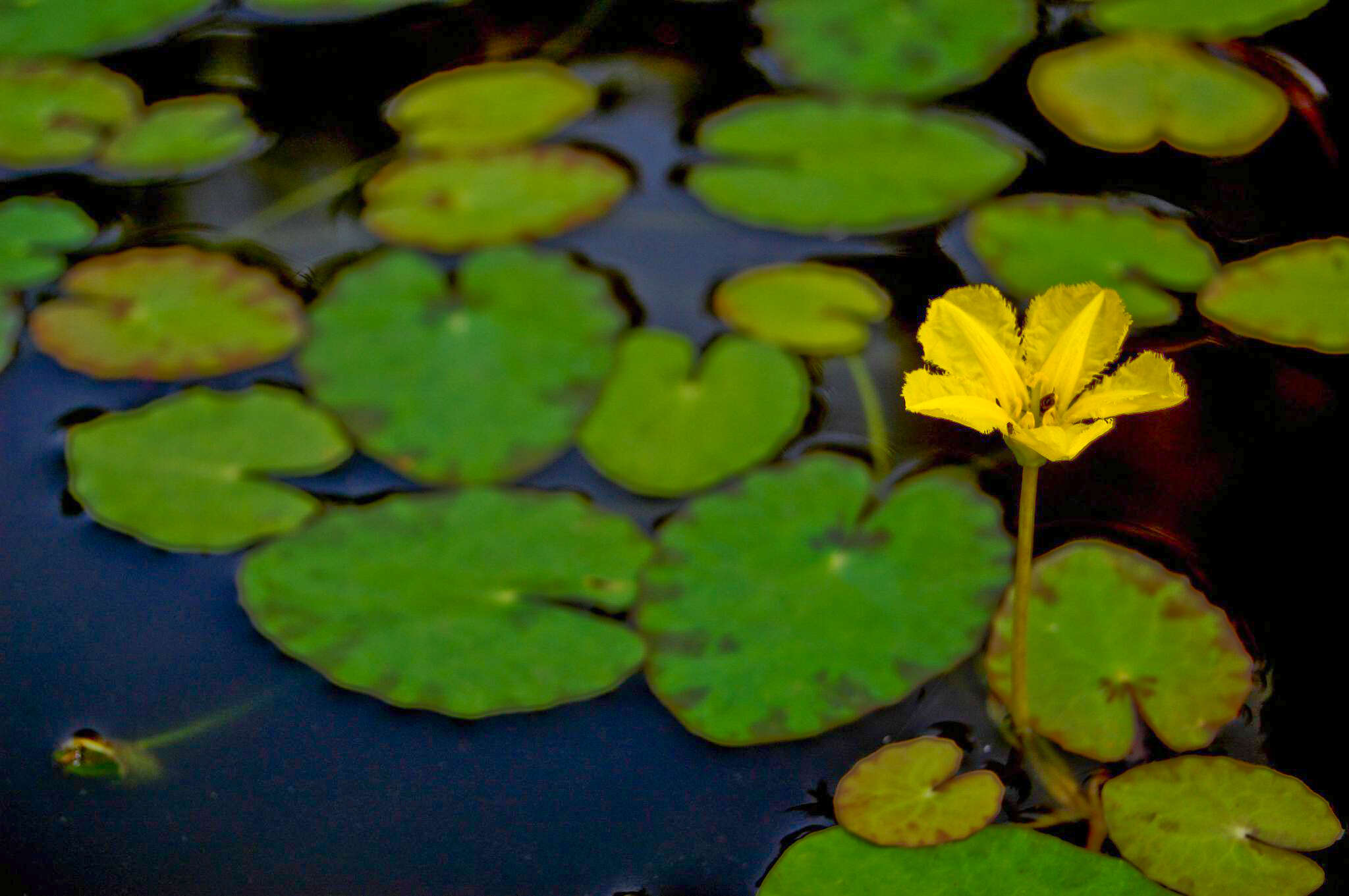 Image of waterlilies