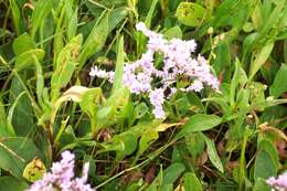 Image of Mediterranean sea lavender