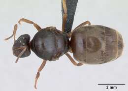 Image de Lasius psammophilus Seifert 1992