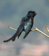 Image of Fork-tailed Drongo-Cuckoo