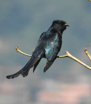 Image of Fork-tailed Drongo-Cuckoo