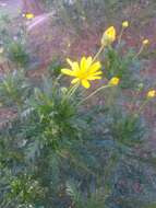 Imagem de Euryops chrysanthemoides (DC.) B. Nordenst.