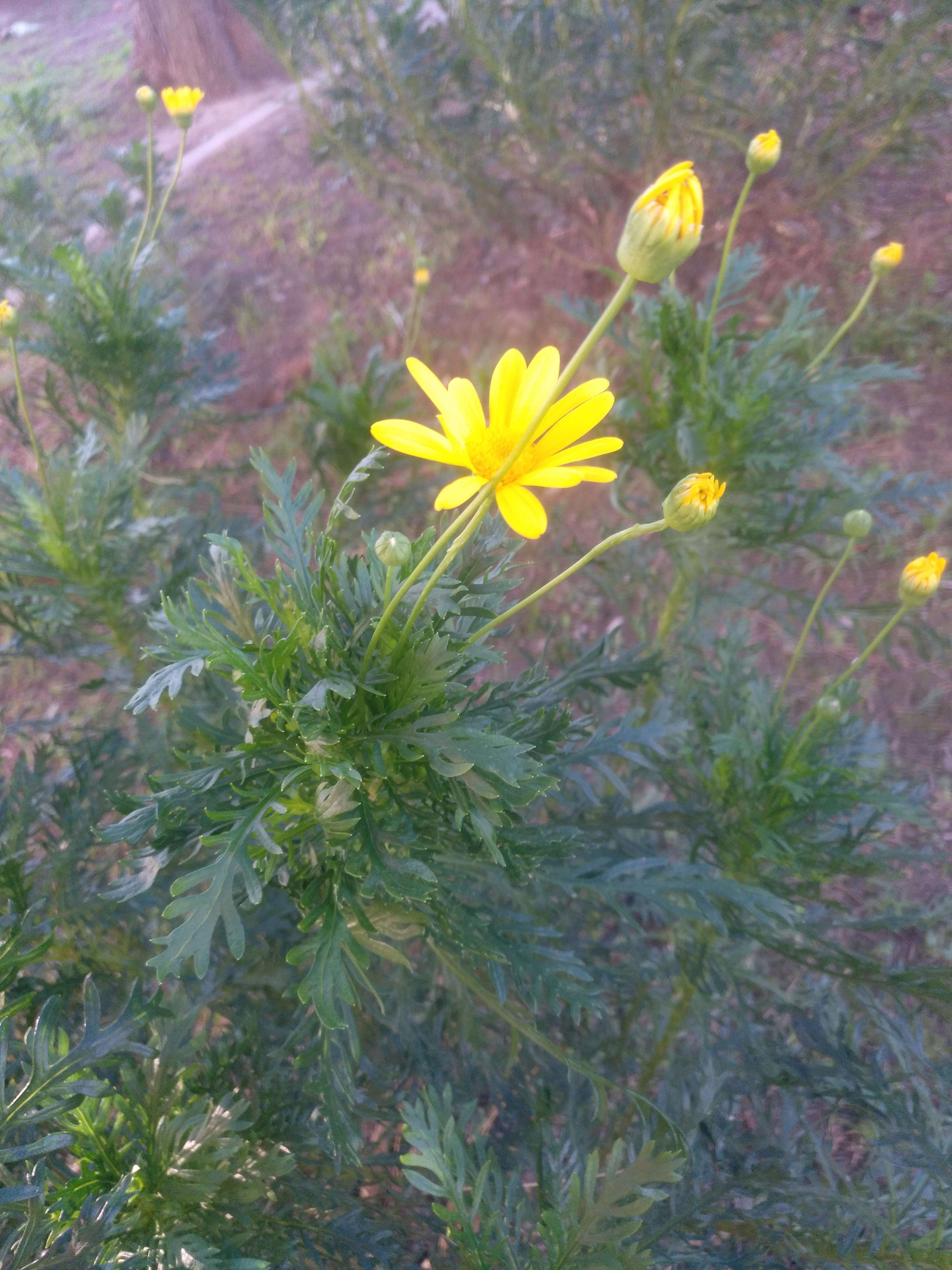 Imagem de Euryops chrysanthemoides (DC.) B. Nordenst.