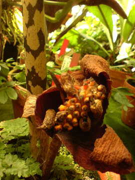 Amorphophallus bulbifer (Roxb.) Blume resmi