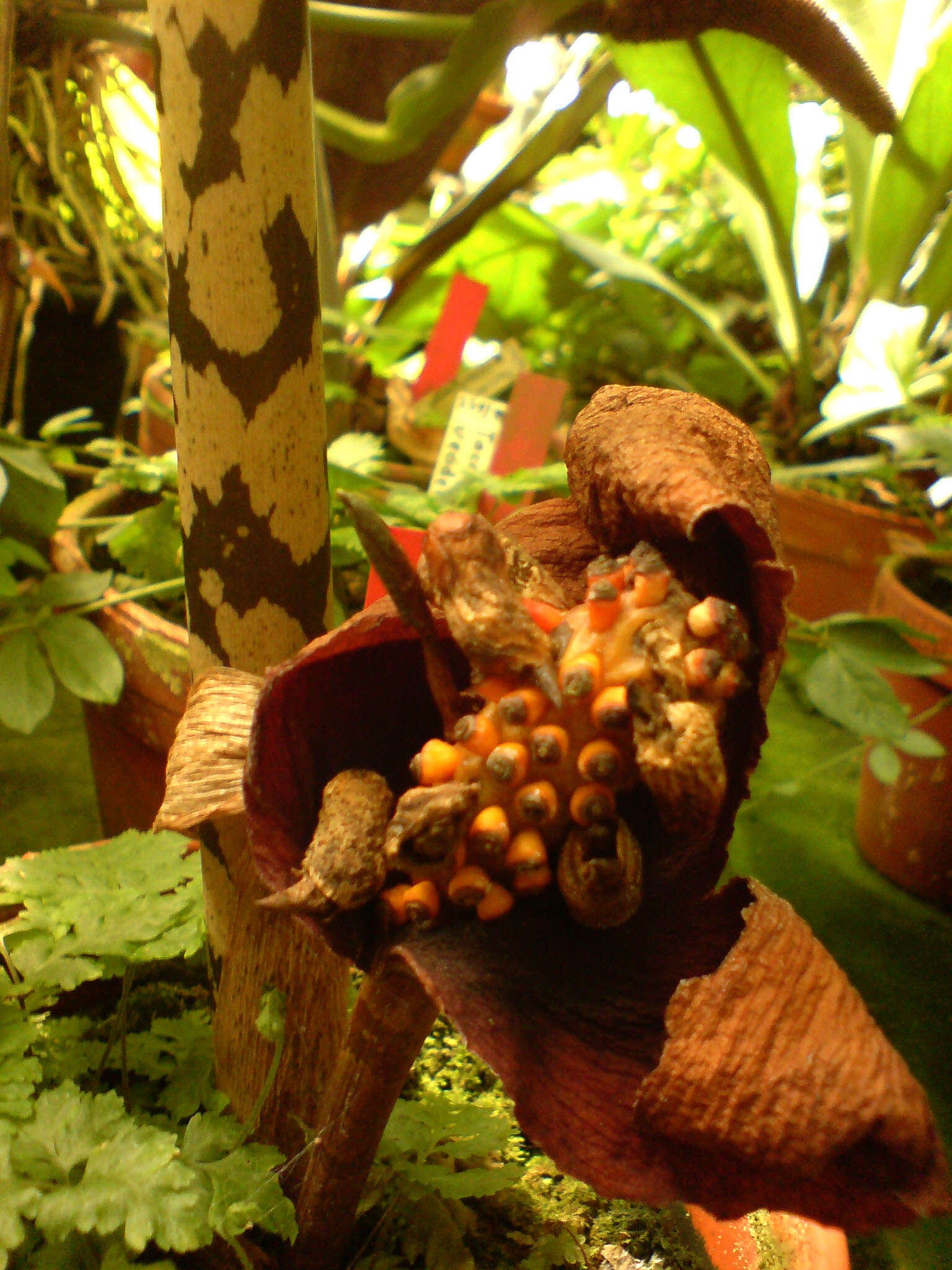 Image of Amorphophallus bulbifer (Roxb.) Blume