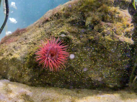 Image of Beadlet anemone