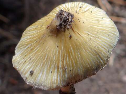 Image of Inocybe rimosa (Bull.) P. Kumm. 1871