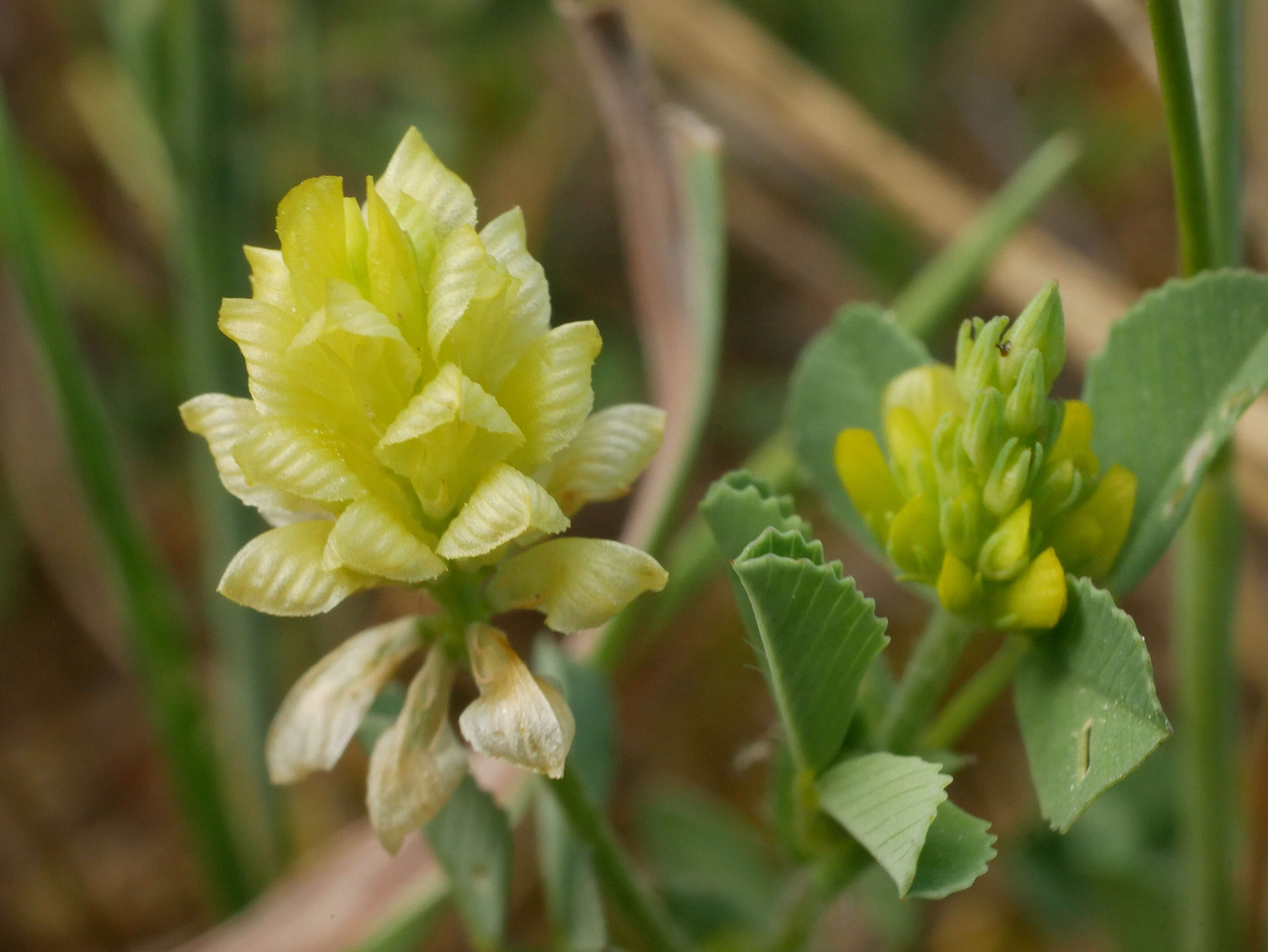 Image of field clover