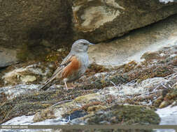 Image of Alpine Accentor