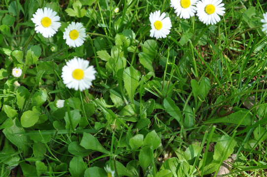 Image of Daisy