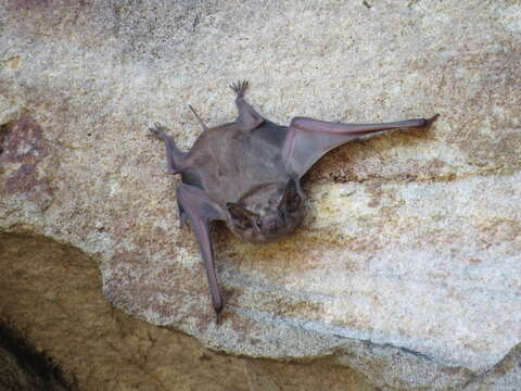 Image of Coastal Sheath-tailed Bat