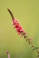 Sivun Indigofera hirsuta L. kuva