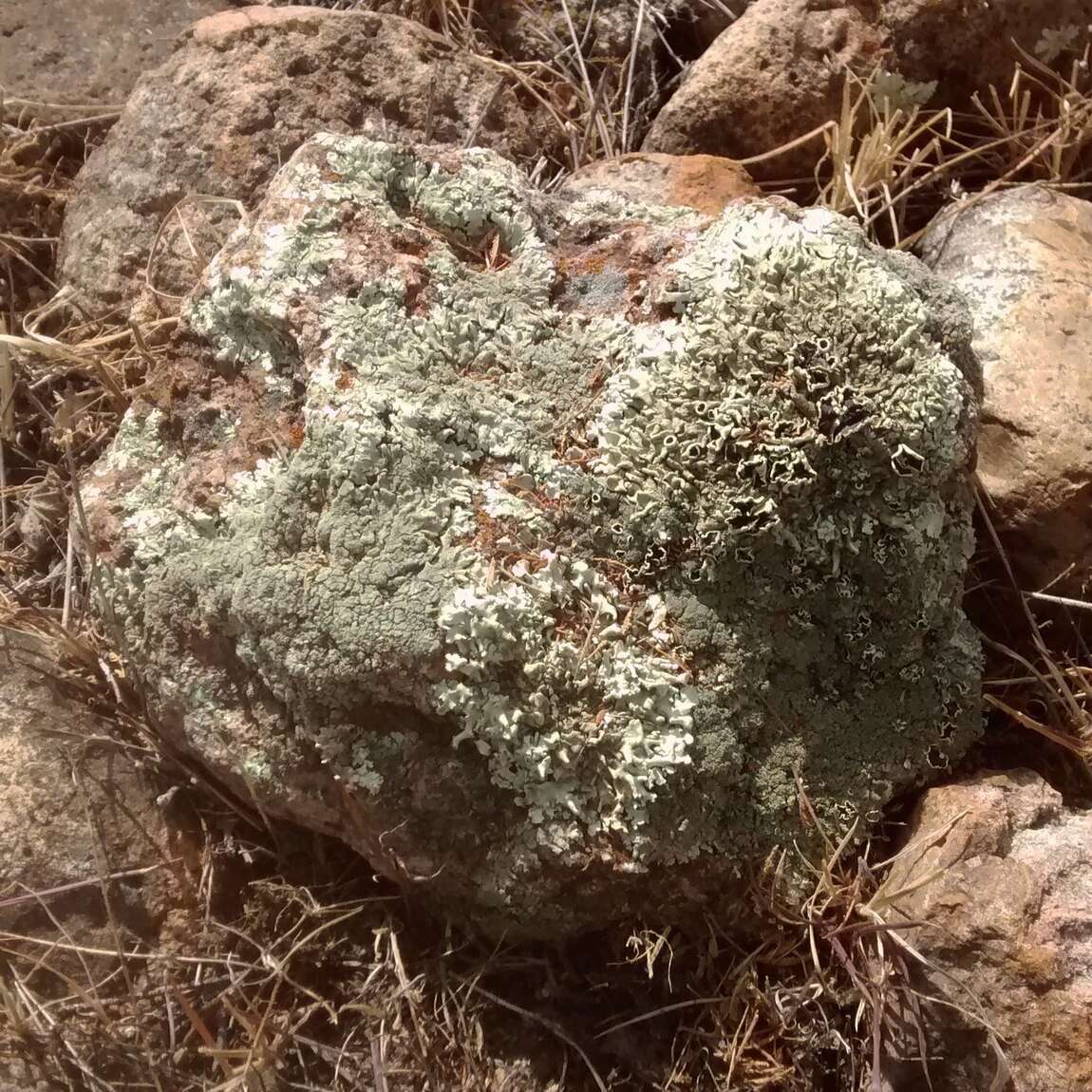 Image of xanthoparmelia lichen