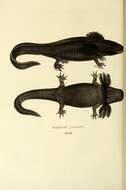 Imagem de Ambystoma mexicanum (Shaw & Nodder 1798)