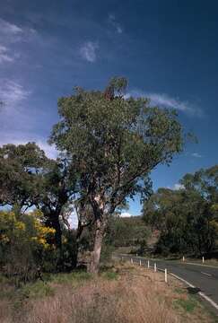 Image of Eucalyptus malacoxylon Blakely