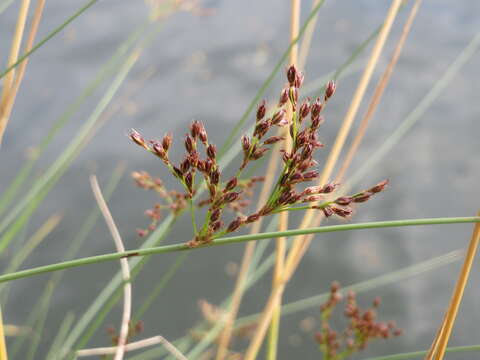 Image of European meadow rush