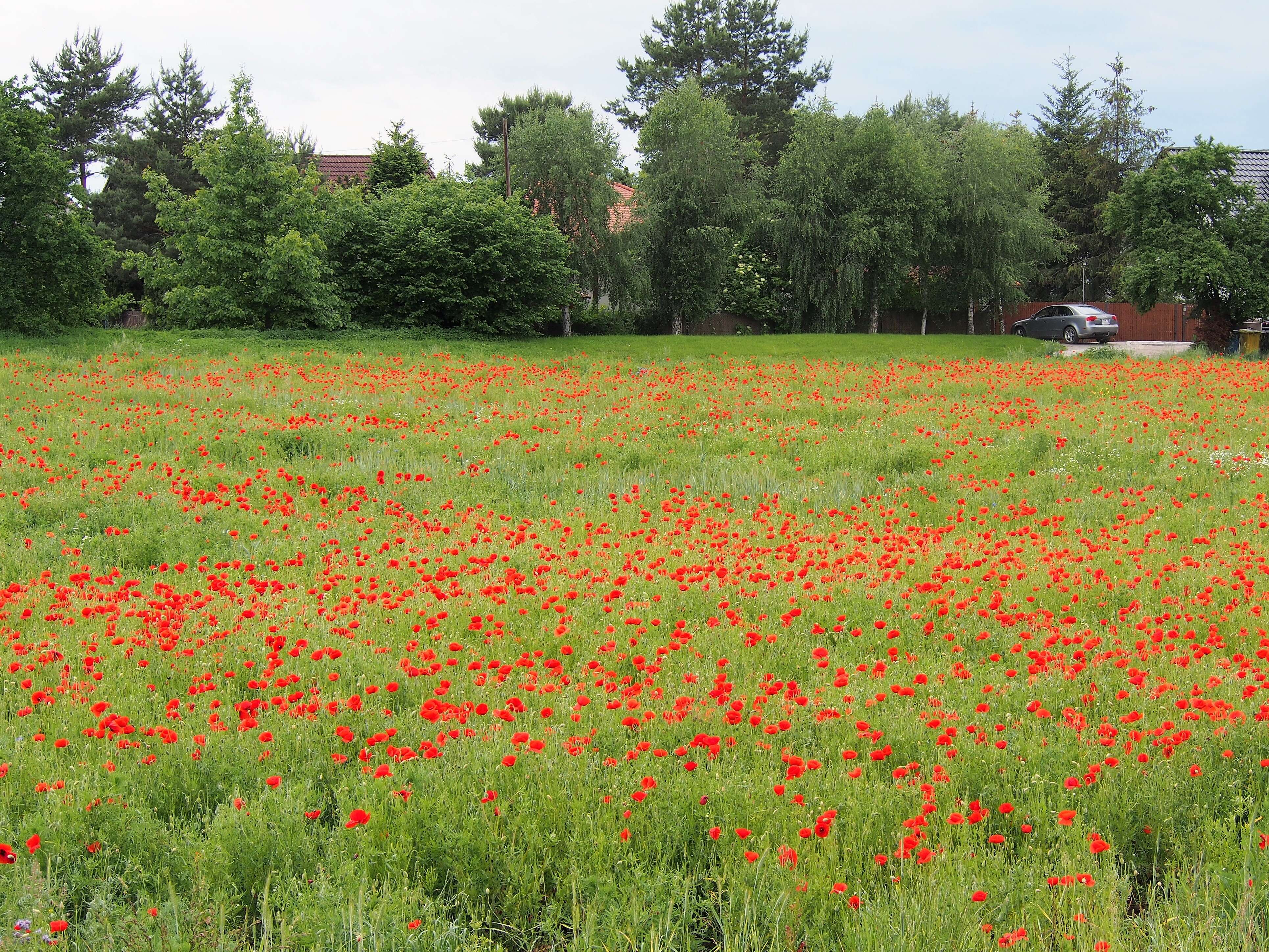 Image of corn poppy