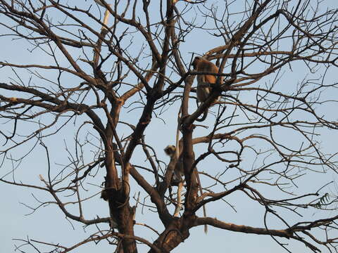 Image of Dussumier's Malabar Langur