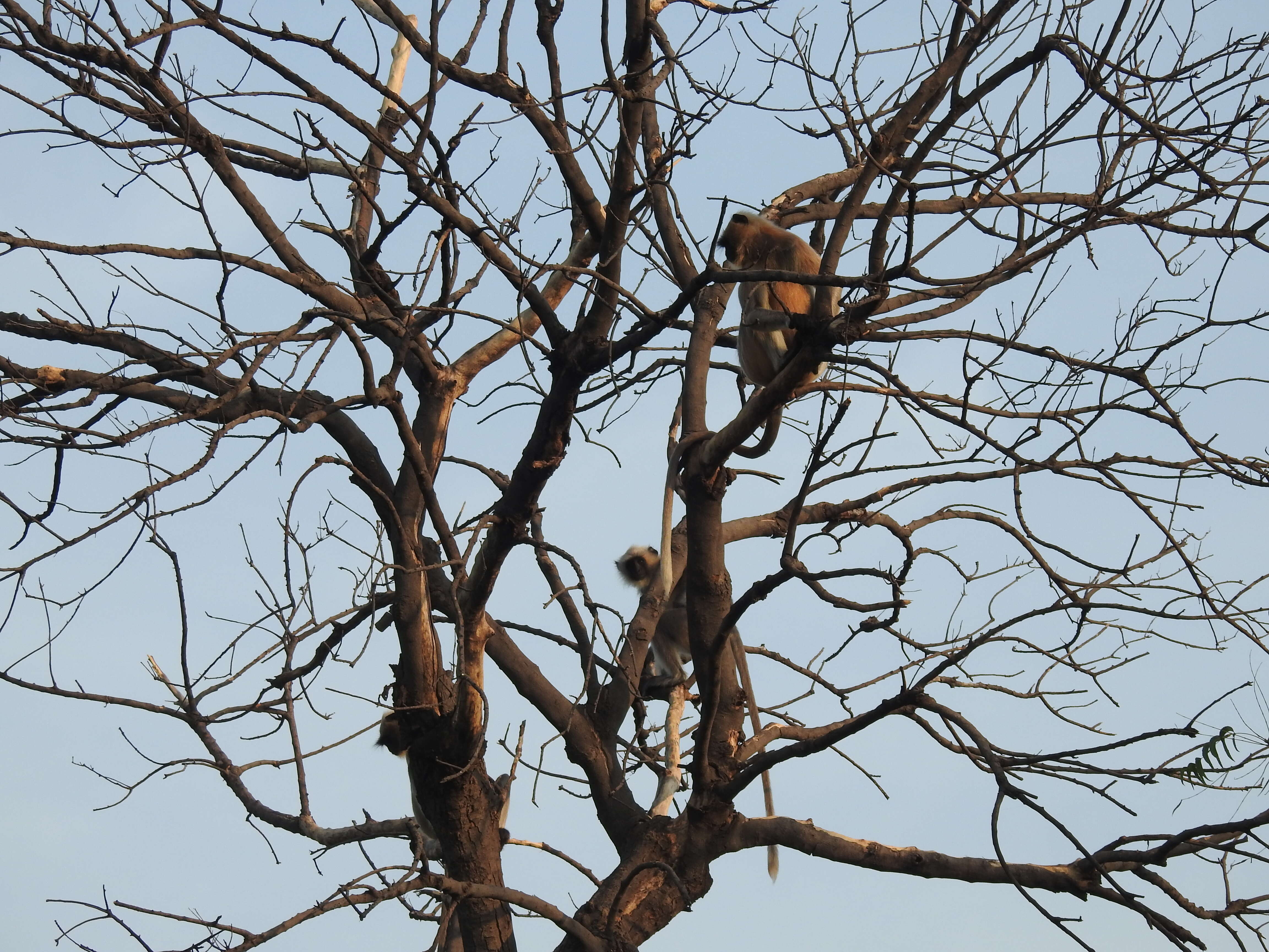 Image of Dussumier's Malabar Langur