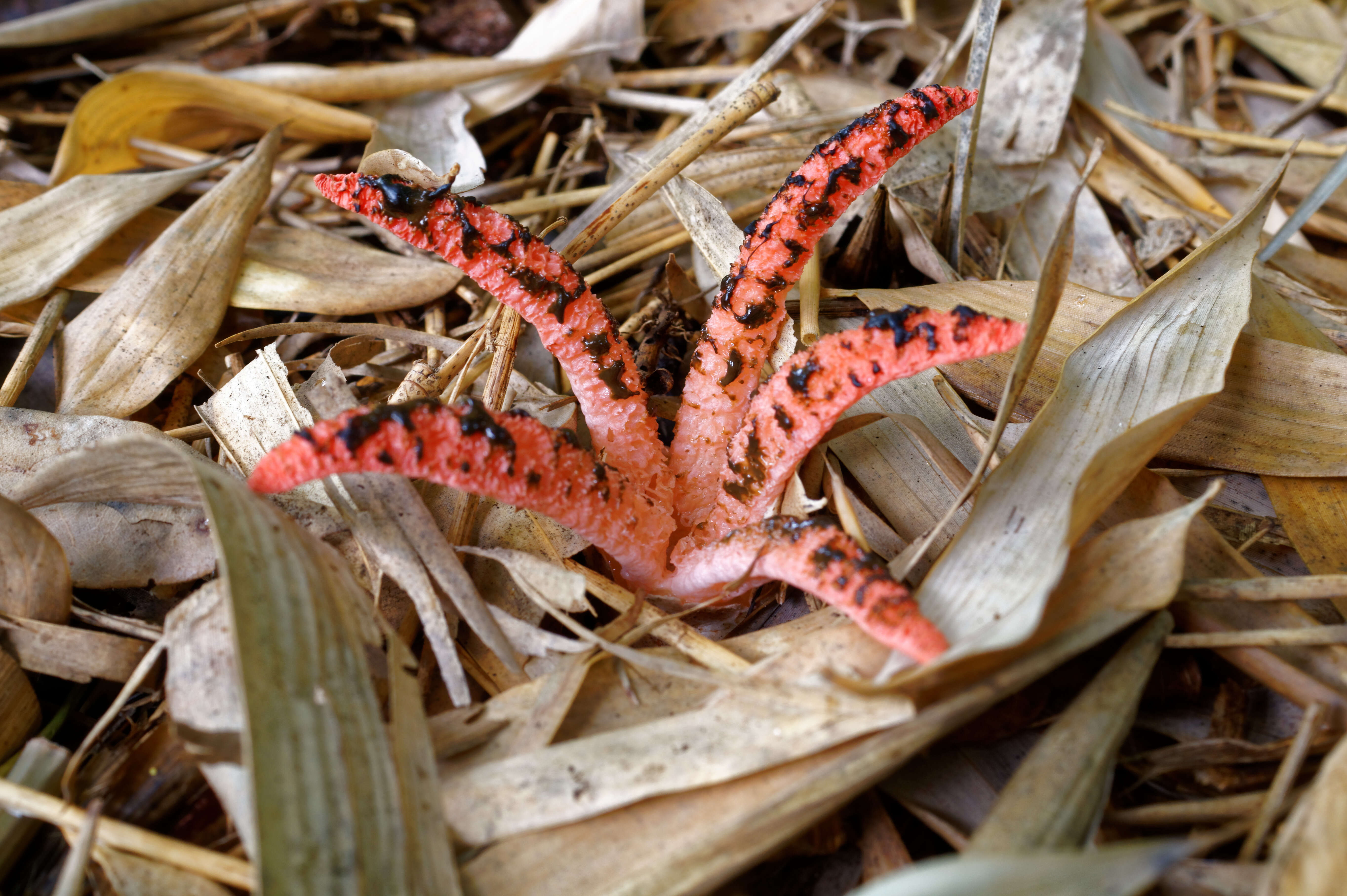 Image of octopus stinkhorn