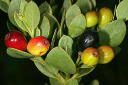 Image of Coastal tannin-bush