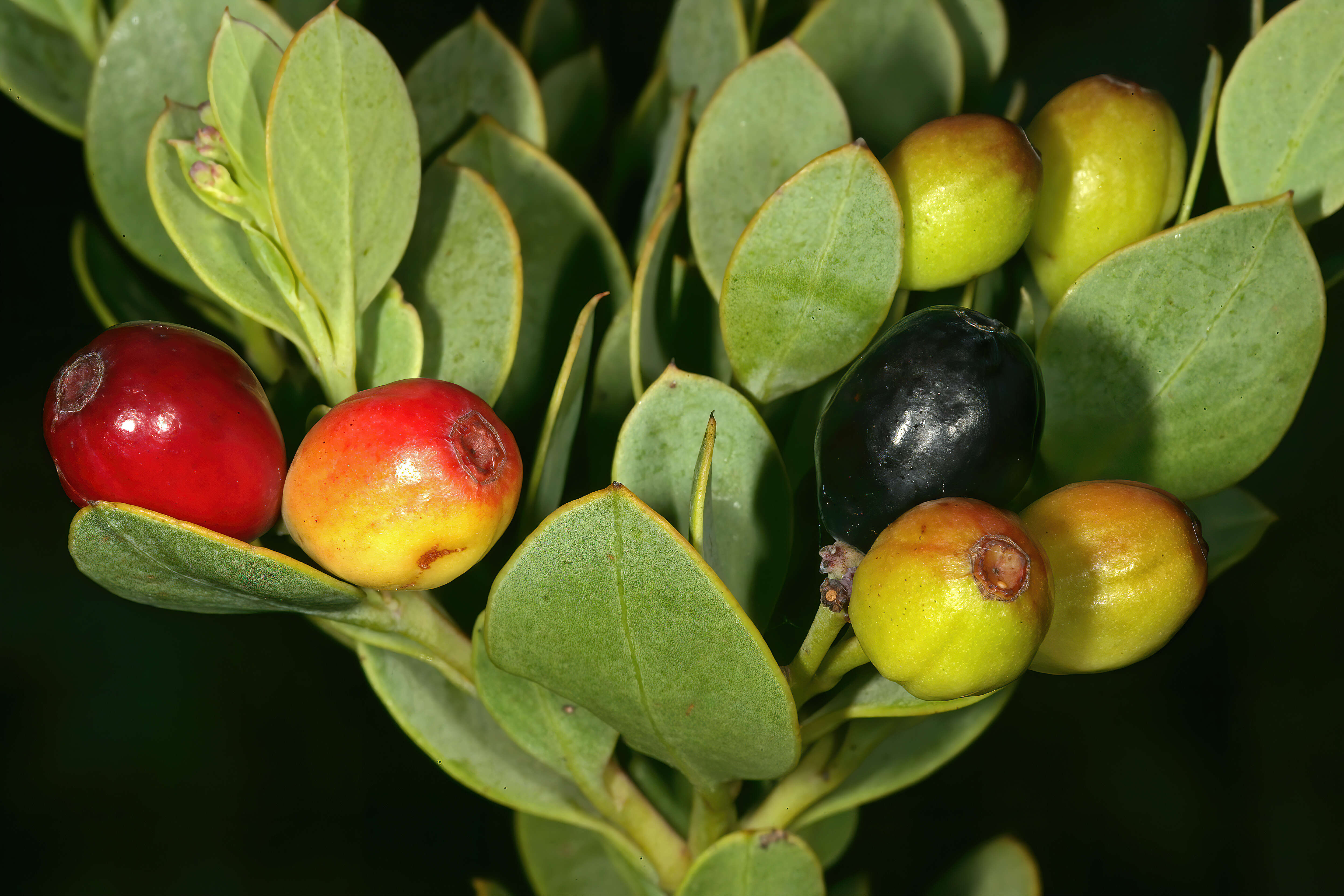 Image of Coastal tannin-bush