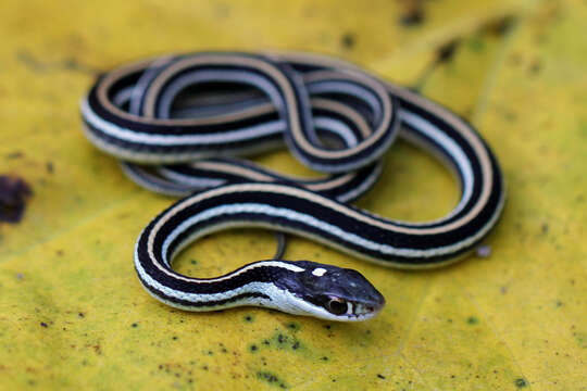 Image of Thamnophis saurita saurita (Linnaeus 1766)