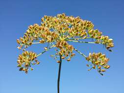 Image of Peucedanum palustre